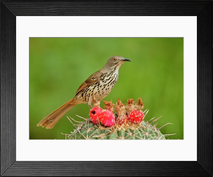 Framed Print : Long-billed thrasher (Toxostoma longirostre), Rio Grande City, Texas, USA Framed Print : Long-billed thrasher (Toxostoma longirostre), Rio Grande City, Texas, USA