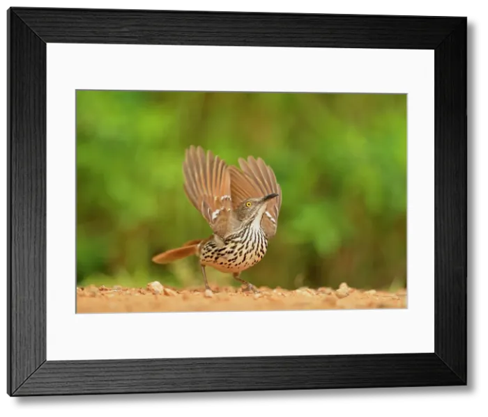Framed Print : Long-billed thrasher (Toxostoma longirostre), Rio Grande City, Texas, USA Framed Print : Long-billed thrasher (Toxostoma longirostre), Rio Grande City, Texas, USA