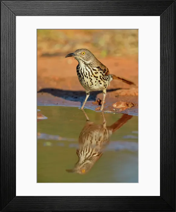 Framed Print : Long-billed thrasher (Toxostoma longirostre), Rio Grande City, Texas, USA Framed Print : Long-billed thrasher (Toxostoma longirostre), Rio Grande City, Texas, USA