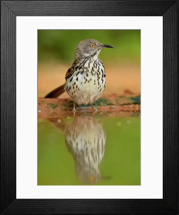 Framed Print : Long-billed thrasher (Toxostoma longirostre), Rio Grande City, Texas, USA Framed Print : Long-billed thrasher (Toxostoma longirostre), Rio Grande City, Texas, USA
