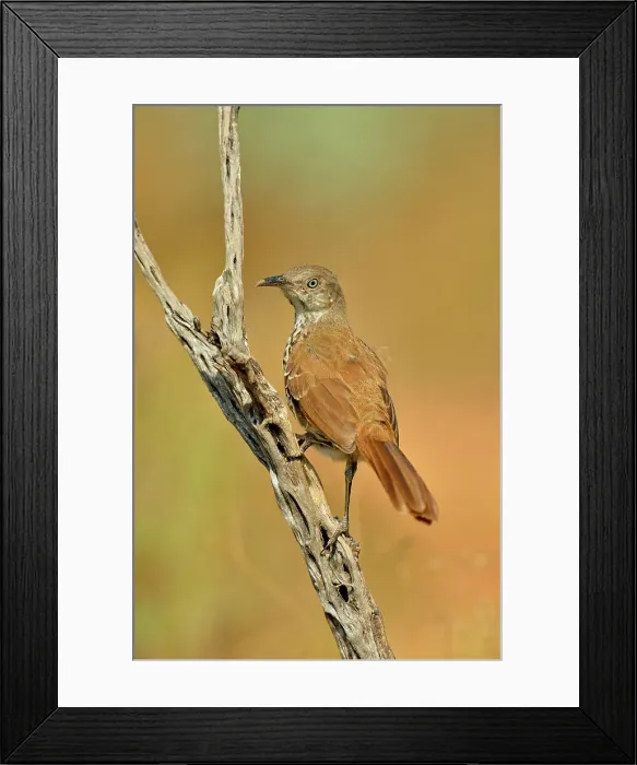 Framed Print : Long-billed thrasher (Toxostoma longirostre) juvenile, Rio Grande City, Texas, USA Framed Print : Long-billed thrasher (Toxostoma longirostre) juvenile, Rio Grande City, Texas, USA