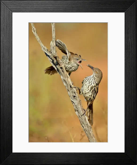 Framed Print : Long-billed thrasher (Toxostoma longirostre) juvenile being fed by adult, Rio Grande City, Texas, USA Framed Print : Long-billed thrasher (Toxostoma longirostre) juvenile being fed by adult, Rio Grande City, Texas, USA