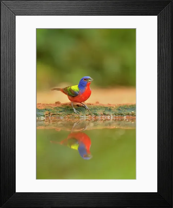 Framed Print : Painted bunting (Passerina ciris) Male Bathing at the waterhole, Rio Grande City, Texas, USA Framed Print : Painted bunting (Passerina ciris) Male Bathing at the waterhole, Rio Grande City, Texas, USA