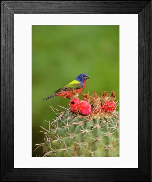 Framed Print : Painted bunting (Passerina ciris) Male, Rio Grande City, Texas, USA
