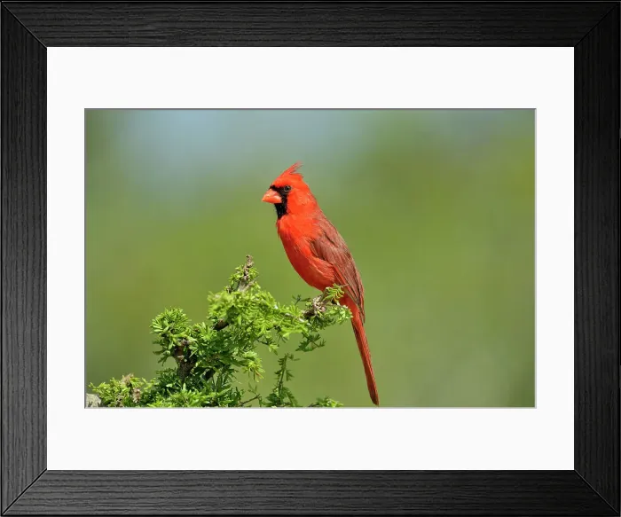 Framed Print : Northern Cardinal (Cardinalis cardinalis) Male, Rio Grande City, Texas, USA Framed Print : Northern Cardinal (Cardinalis cardinalis) Male, Rio Grande City, Texas, USA