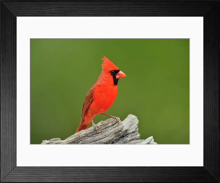 Framed Print : Northern Cardinal (Cardinalis cardinalis) Male, Rio Grande City, Texas, USA Framed Print : Northern Cardinal (Cardinalis cardinalis) Male, Rio Grande City, Texas, USA