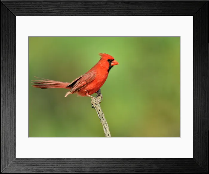 Framed Print : Northern Cardinal (Cardinalis cardinalis) Male, Rio Grande City, Texas, USA Framed Print : Northern Cardinal (Cardinalis cardinalis) Male, Rio Grande City, Texas, USA