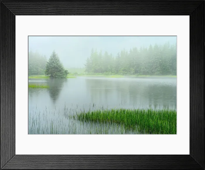 Framed Print : Misty beaverpond, Juneau, Alaska, USA Framed Print : Misty beaverpond, Juneau, Alaska, USA