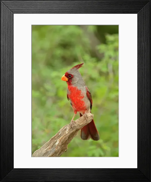 Framed Print : Pyrrhuloxia or Desert Cardinal (Cardinalis sinuatus) Male, Rio Grande City, Texas, USA Framed Print : Pyrrhuloxia or Desert Cardinal (Cardinalis sinuatus) Male, Rio Grande City, Texas, USA