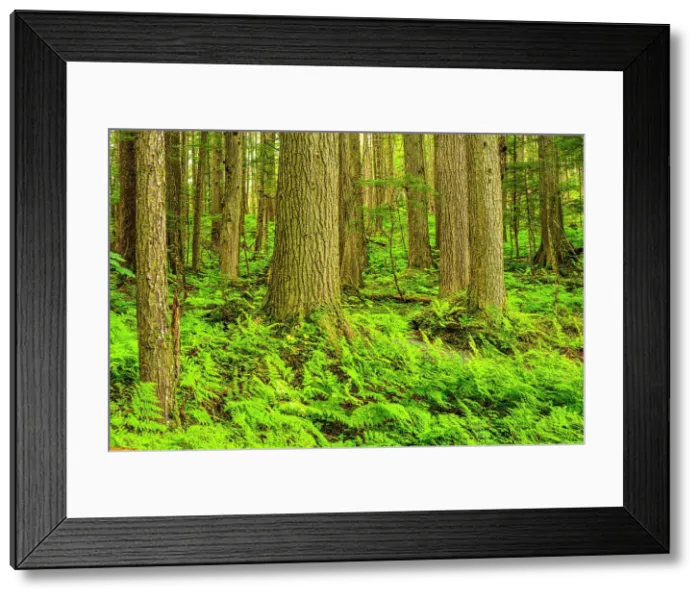 Framed Print : Forest tree trunks with shield fern (Dryopteris expansa) in the understory, Jensen-Olsen Arboretum, Juneau, Alaska, USA Framed Print : Forest tree trunks with shield fern (Dryopteris expansa) in the understory, Jensen-Olsen Arboretum, Juneau, Alaska, USA