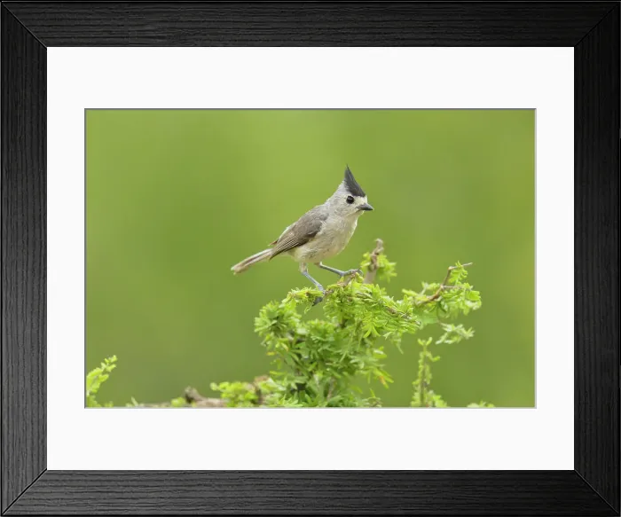Framed Print : Black-crested Titmouse (Baeolophus atricristatus), Rio Grande City, Texas, USA Framed Print : Black-crested Titmouse (Baeolophus atricristatus), Rio Grande City, Texas, USA
