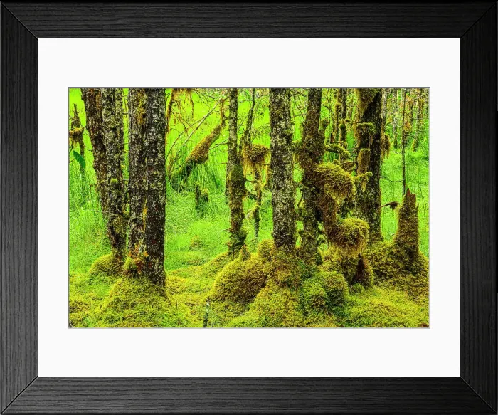 Framed Print : Pine woodland understory, Juneau, Alaska, USA Framed Print : Pine woodland understory, Juneau, Alaska, USA