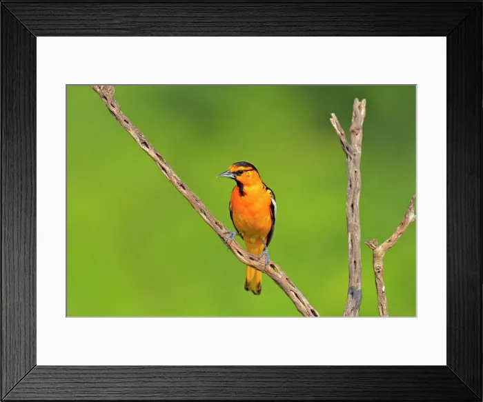 Framed Print : Bullock's oriole (Icterus bullockii) Male, Rio Grande City, Texas, USA Framed Print : Bullock's oriole (Icterus bullockii) Male, Rio Grande City, Texas, USA