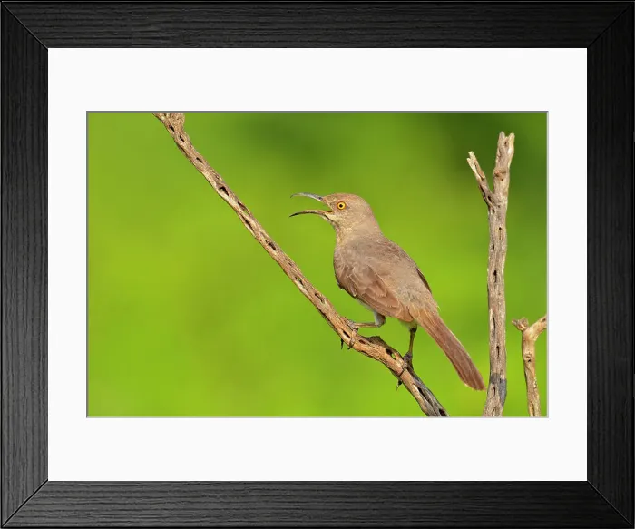 Framed Print : Curve billed thrasher (Toxostoma curivrostre), Rio Grande City, Texas, USA Framed Print : Curve billed thrasher (Toxostoma curivrostre), Rio Grande City, Texas, USA
