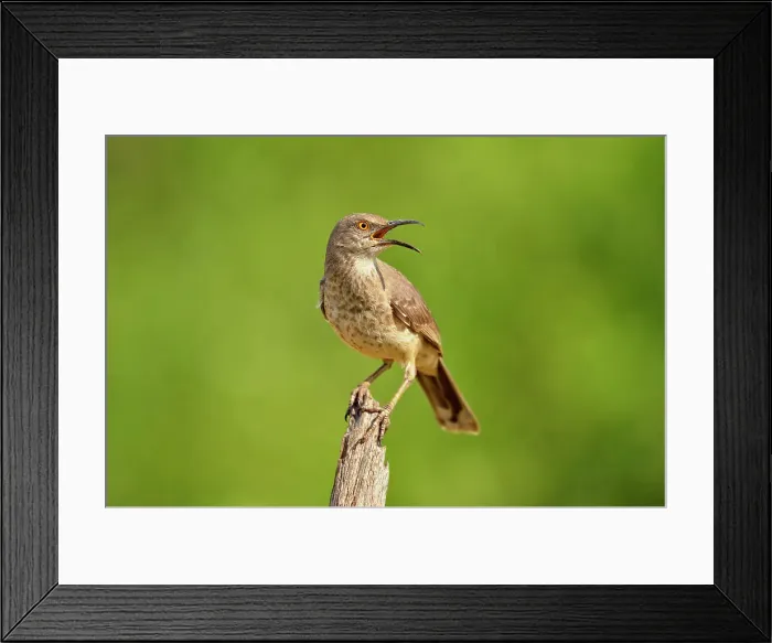 Framed Print : Curve billed thrasher (Toxostoma curivrostre), Rio Grande City, Texas, USA Framed Print : Curve billed thrasher (Toxostoma curivrostre), Rio Grande City, Texas, USA