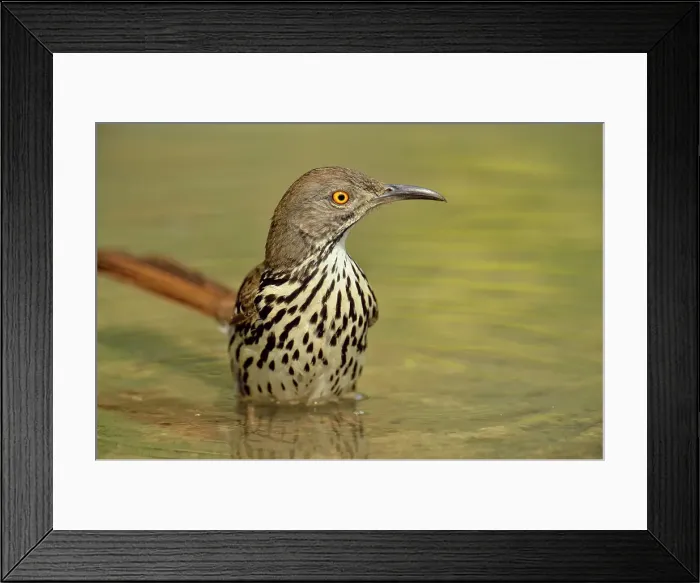 Framed Print : Long-billed thrasher (Toxostoma longirostre), Rio Grande City, Texas, USA Framed Print : Long-billed thrasher (Toxostoma longirostre), Rio Grande City, Texas, USA
