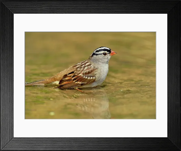 Framed Print : White-crowned sparrow (Zonotrichia leucophyrs), Rio Grande City, Texas, USA