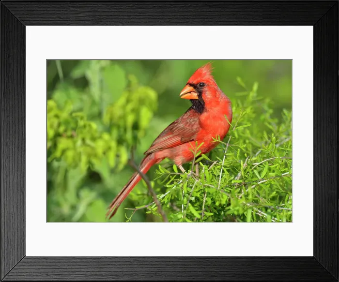 Framed Print : Northern Cardinal (Cardinalis cardinalis) Male, Rio Grande City, Texas, USA Framed Print : Northern Cardinal (Cardinalis cardinalis) Male, Rio Grande City, Texas, USA