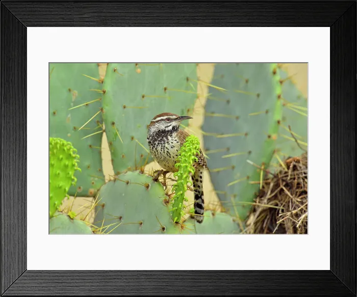 Framed Print : Cactus wren (Campylorhynchus brunneicapillus) at nest constructed in cactus, Rio Grande City, Texas, USA Framed Print : Cactus wren (Campylorhynchus brunneicapillus) at nest constructed in cactus, Rio Grande City, Texas, USA