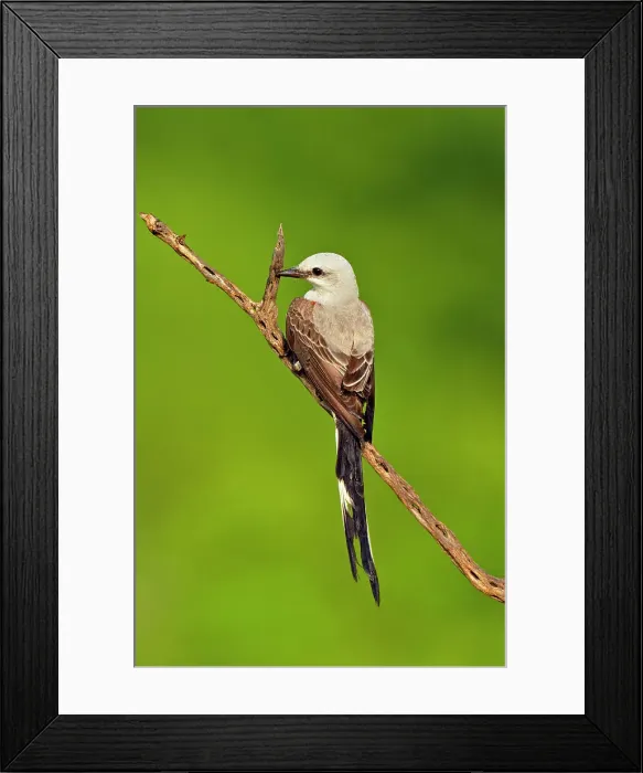 Framed Print : Scissor-tailed flycatcher (Tyrannus forficatus), Rio Grande City, Texas, USA Framed Print : Scissor-tailed flycatcher (Tyrannus forficatus), Rio Grande City, Texas, USA