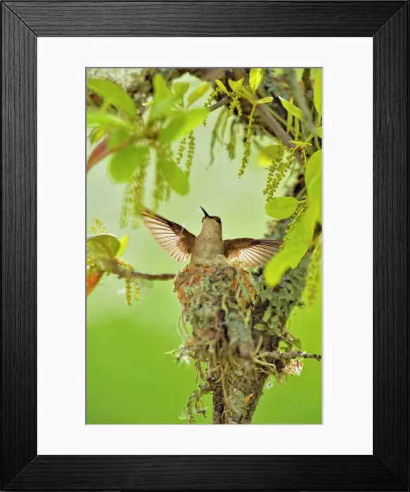 Framed Print : Black-chinned hummingbird (Archilochus alexandri) nest in an oak tree, Turkey bend LCRA, Texas, USA Framed Print : Black-chinned hummingbird (Archilochus alexandri) nest in an oak tree, Turkey bend LCRA, Texas, USA