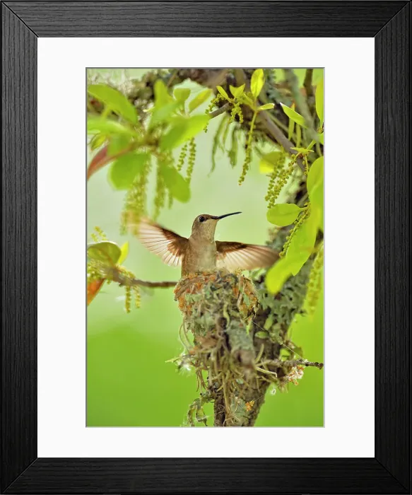 Framed Print : Black-chinned hummingbird (Archilochus alexandri) nest in an oak tree, Turkey bend LCRA, Texas, USA Framed Print : Black-chinned hummingbird (Archilochus alexandri) nest in an oak tree, Turkey bend LCRA, Texas, USA