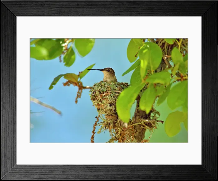 Framed Print : Black-chinned hummingbird (Archilochus alexandri) Incubating eggs in a nest in an oak tree, Turkey Bend LCRA, Texas, USA Framed Print : Black-chinned hummingbird (Archilochus alexandri) Incubating eggs in a nest in an oak tree, Turkey Bend LCRA, Texas, USA