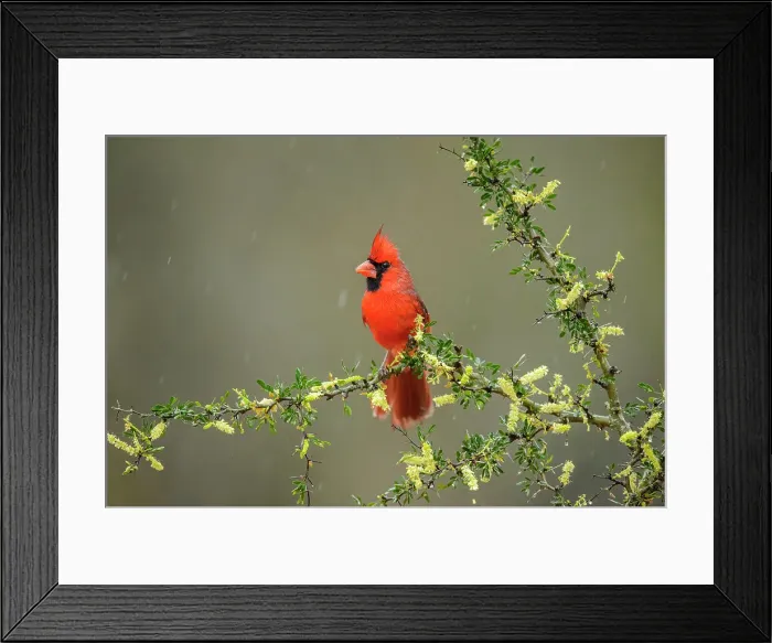 Framed Print : Northern Cardinal (Cardinalis cardinalis) Male, Santa Clara Ranch, Starr County, Texas, USA Framed Print : Northern Cardinal (Cardinalis cardinalis) Male, Santa Clara Ranch, Starr County, Texas, USA