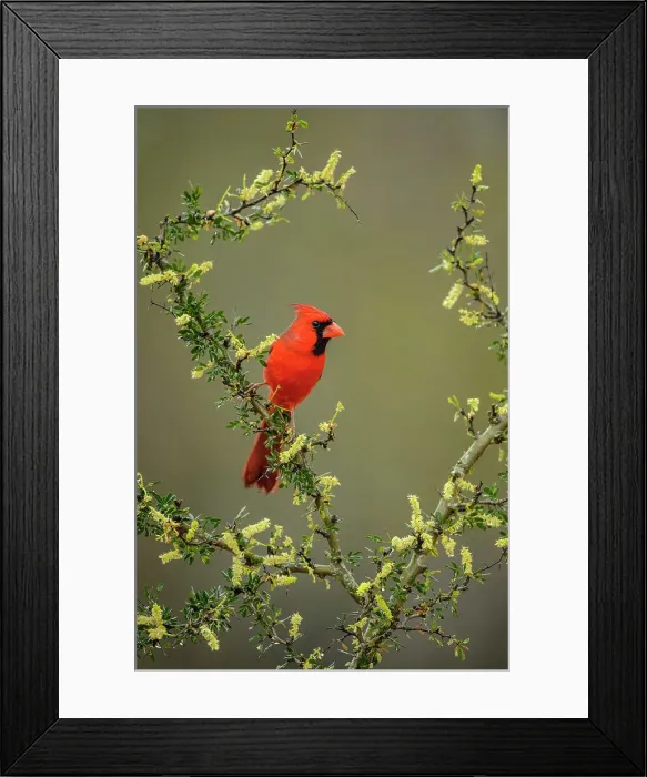 Framed Print : Northern Cardinal (Cardinalis cardinalis) Male, Santa Clara Ranch, Starr County, Texas, USA Framed Print : Northern Cardinal (Cardinalis cardinalis) Male, Santa Clara Ranch, Starr County, Texas, USA