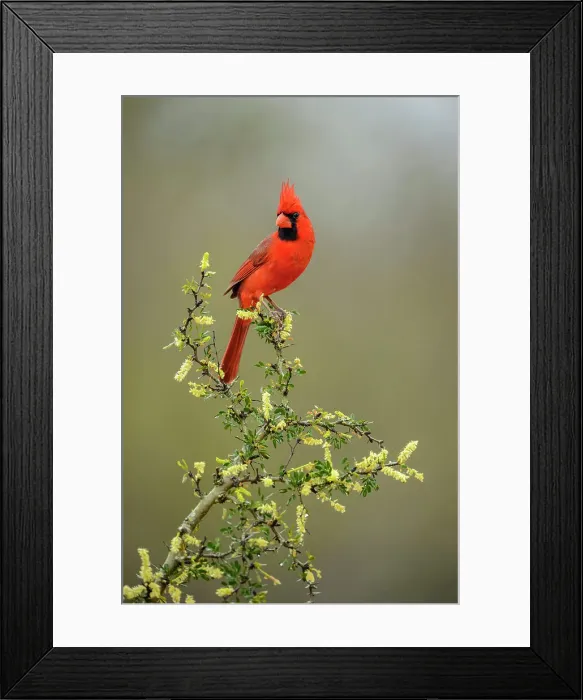 Framed Print : Northern Cardinal (Cardinalis cardinalis) Male, Santa Clara Ranch, Starr County, Texas, USA