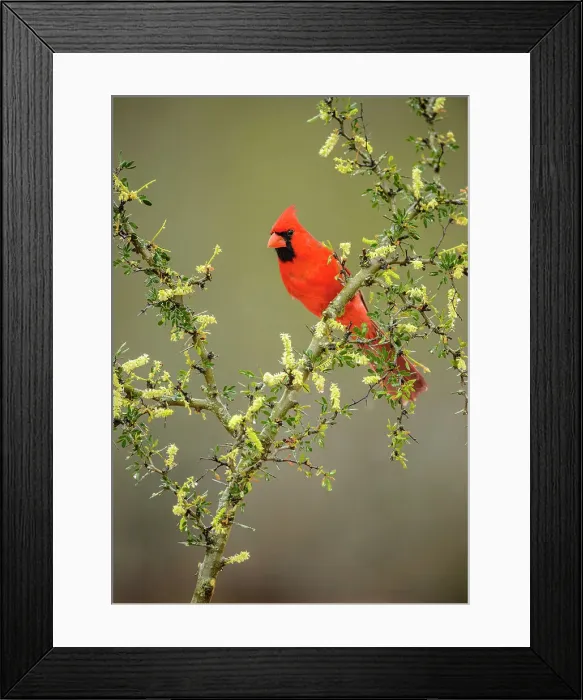 Framed Print : Northern Cardinal (Cardinalis cardinalis) Male, Santa Clara Ranch, Starr County, Texas, USA Framed Print : Northern Cardinal (Cardinalis cardinalis) Male, Santa Clara Ranch, Starr County, Texas, USA