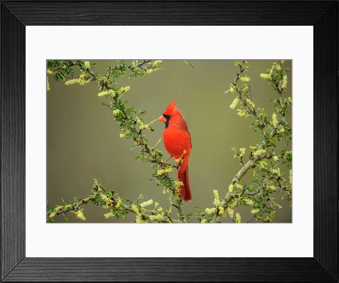 Framed Print : Northern Cardinal (Cardinalis cardinalis) Male, Santa Clara Ranch, Starr County, Texas, USA
