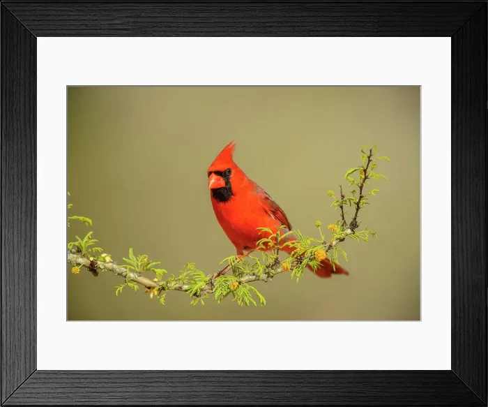 Framed Print : Northern Cardinal (Cardinalis cardinalis) Male, Santa Clara Ranch, Starr County, Texas, USA Framed Print : Northern Cardinal (Cardinalis cardinalis) Male, Santa Clara Ranch, Starr County, Texas, USA