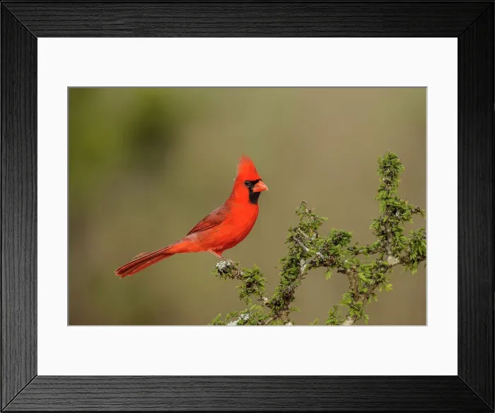 Framed Print : Northern Cardinal (Cardinalis cardinalis) Male, Santa Clara Ranch, Starr County, Texas, USA Framed Print : Northern Cardinal (Cardinalis cardinalis) Male, Santa Clara Ranch, Starr County, Texas, USA