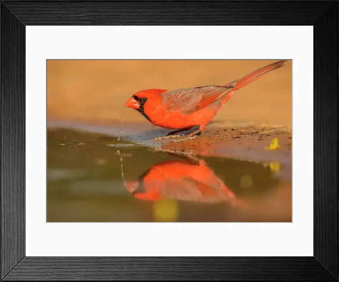 Framed Print : Northern Cardinal (Cardinalis cardinalis), Santa Clara Ranch, Starr County, Texas, USA Framed Print : Northern Cardinal (Cardinalis cardinalis), Santa Clara Ranch, Starr County, Texas, USA