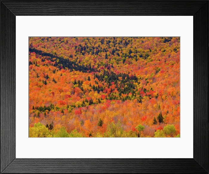 Framed Print : Forested slopes in autumn, Gorham, New Hampshire, USA Framed Print : Forested slopes in autumn, Gorham, New Hampshire, USA