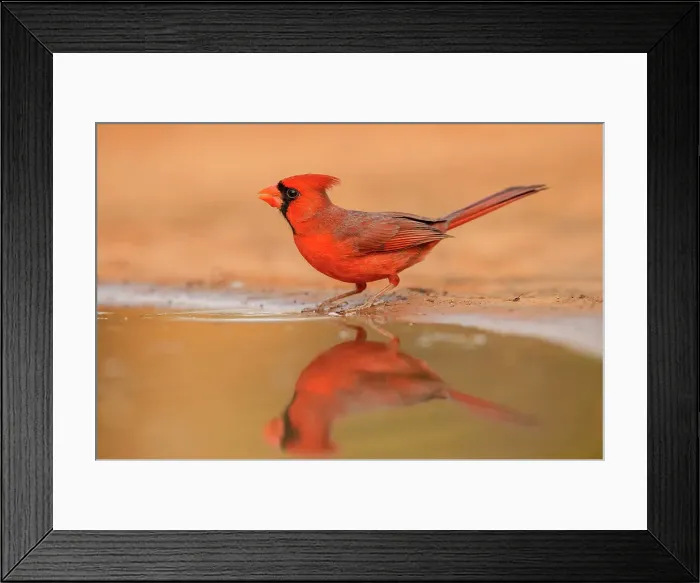 Framed Print : Northern Cardinal (Cardinalis cardinalis), Santa Clara Ranch, Starr County, Texas, USA Framed Print : Northern Cardinal (Cardinalis cardinalis), Santa Clara Ranch, Starr County, Texas, USA