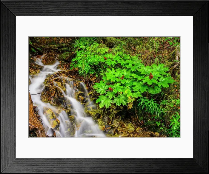 Framed Print : Waterfall with clubroot, Skagway, Alaska, USA Framed Print : Waterfall with clubroot, Skagway, Alaska, USA