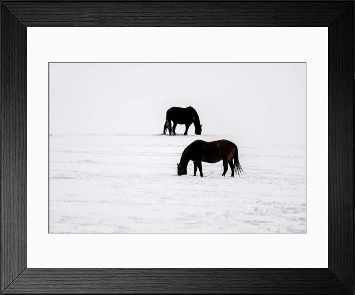 Framed Print : A herd of horses, Gardiner, Montana, USA