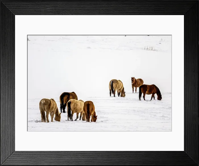 Framed Print : A herd of horses Framed Print : A herd of horses