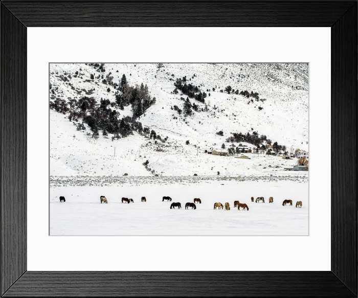 Framed Print : A herd of horses, Gardiner, Montana, USA Framed Print : A herd of horses, Gardiner, Montana, USA