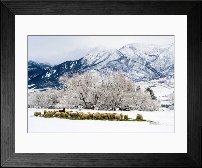 Framed Print : Winter agricultural landscape- sheep and trees with fresh snow, Livingston Paradise Valley, Montana, USA