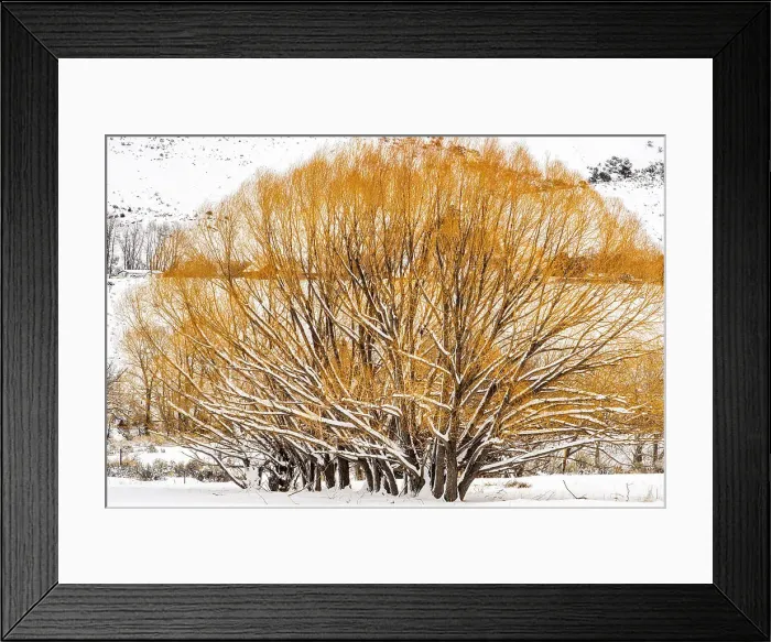 Framed Print : Willow trees in winter, Gardiner, Montana, USA Framed Print : Willow trees in winter, Gardiner, Montana, USA