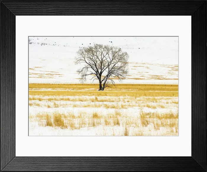 Framed Print : Lone tree in winter meadow Framed Print : Lone tree in winter meadow