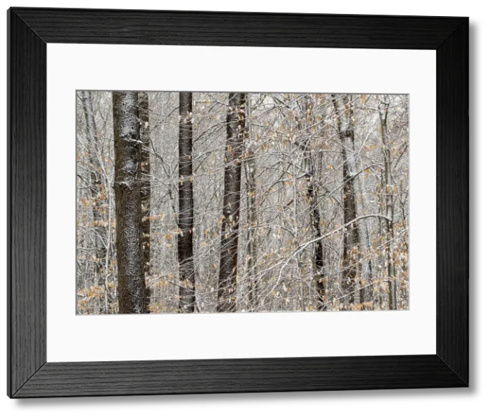 Framed Print : Deciduous forest with light winter snow, Indiana State Line I 94 west, Indiana, USA, Indiana State Line I 94 west, Indiana, USA Framed Print : Deciduous forest with light winter snow, Indiana State Line I 94 west, Indiana, USA, Indiana State Line I 94 west, Indiana, USA