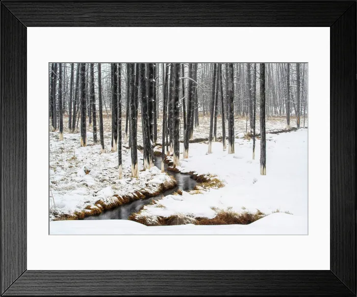 Framed Print : Ghost trees near Fountain flats in winter, Yellowstone National Park, Wyoming, USA Framed Print : Ghost trees near Fountain flats in winter, Yellowstone National Park, Wyoming, USA