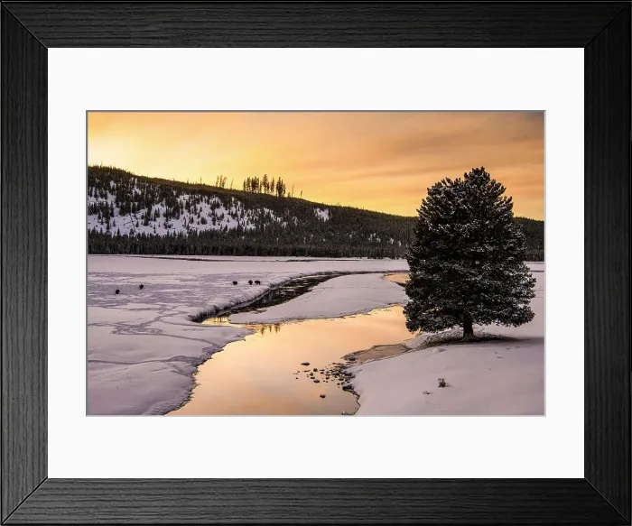 Framed Print : Madison River in evening light, Yellowstone National Park, Wyoming, USA Framed Print : Madison River in evening light, Yellowstone National Park, Wyoming, USA