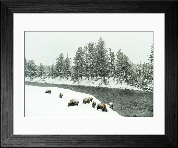 Framed Print : Madison River in winter with grazing bison, Yellowstone National Park, Wyoming, USA Framed Print : Madison River in winter with grazing bison, Yellowstone National Park, Wyoming, USA