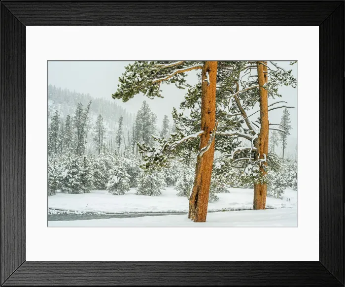 Framed Print : Lodgepole pine trees in winter, Yellowstone National Park, Wyoming, USA Framed Print : Lodgepole pine trees in winter, Yellowstone National Park, Wyoming, USA
