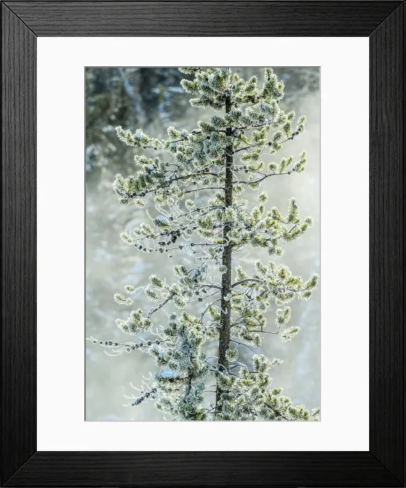 Framed Print : Frosted trees near Soda Butte Crek, Yellowstone National Park, Wyoming, USA